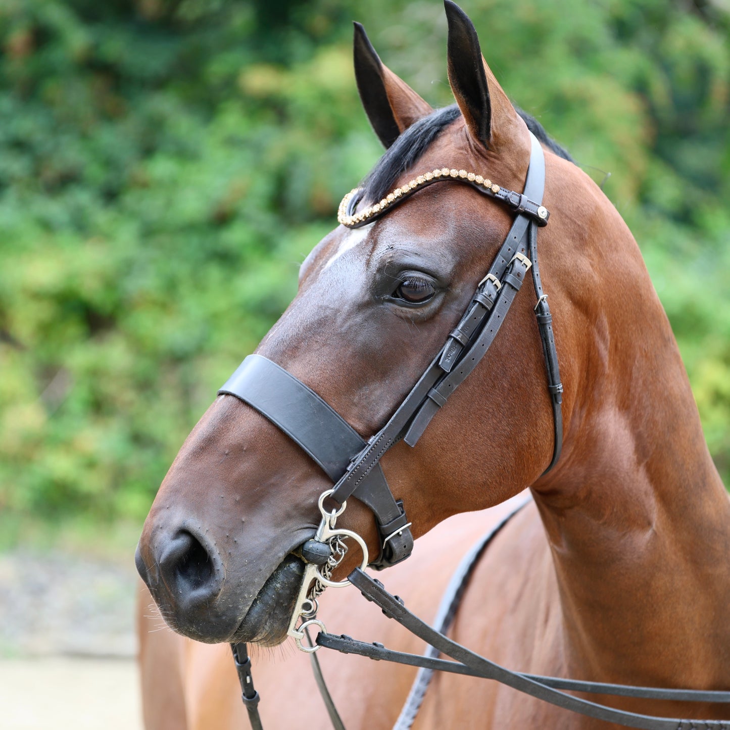 Sandstorm Equestrian - QuickSwitch BrowBand - Gold Diamante - Single Row