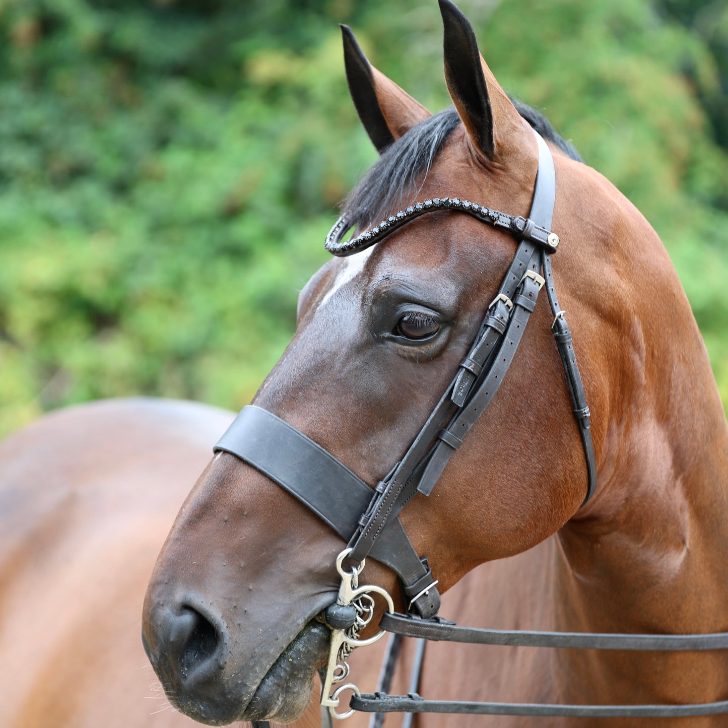 Sandstorm Equestrian -QuickSwitch BrowBand - Black Diamante - Single Row