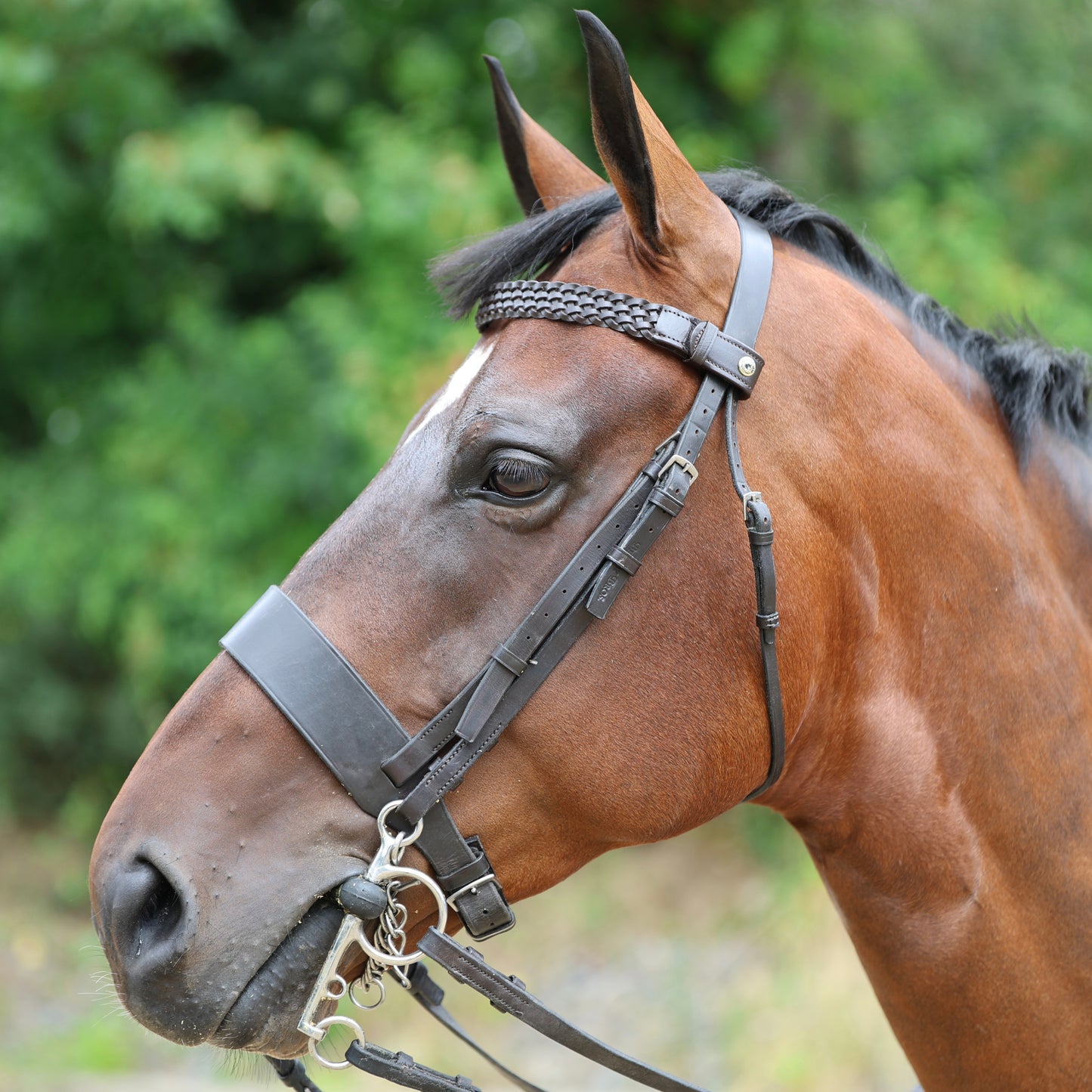 Sandstorm Equestrian - QuickSwitch Bro Band - Braided