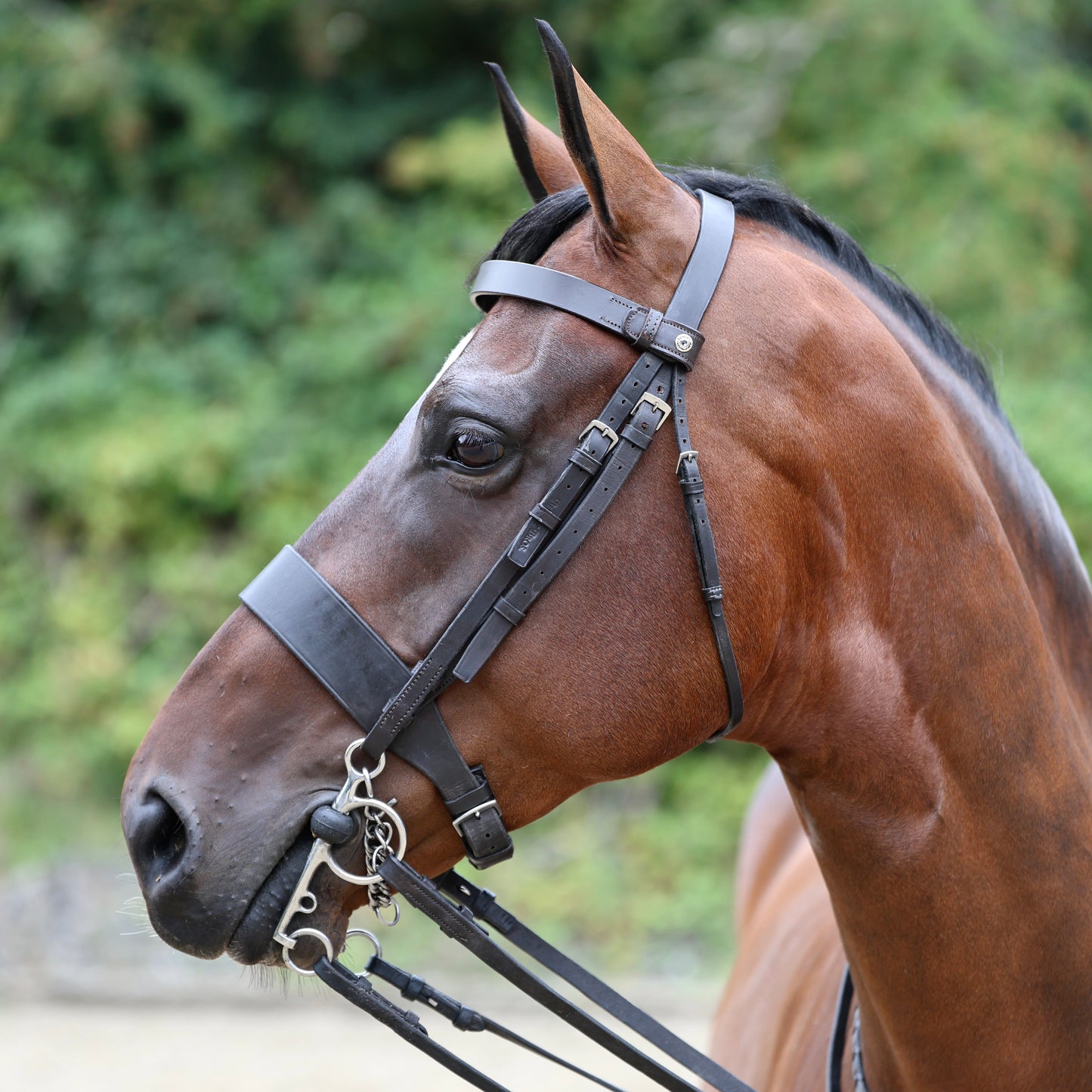 Sandstorm Equestrian - QuickSwitch Brow Band -  Plain Leather