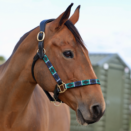 Sandstorm Brown Leather Polo Head Collar - Green, Blue & White