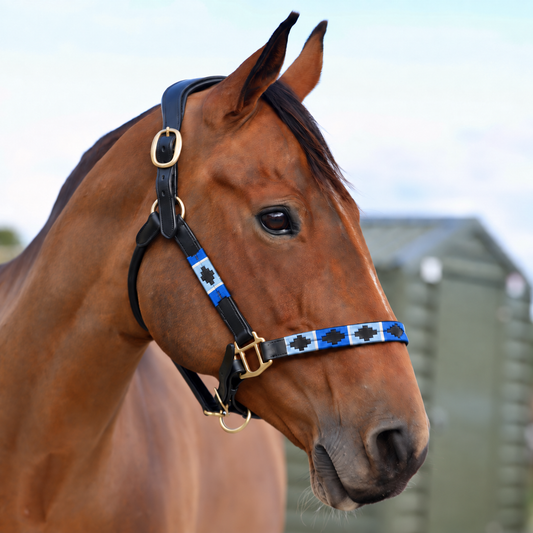 Sandstorm Black Leather Polo Head Collar - Royal Blue, Light Blue and White